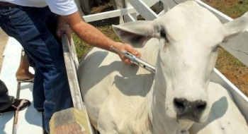 Agrodefesa alerta pecuaristas para mudanças na vacinação contra febre aftosa